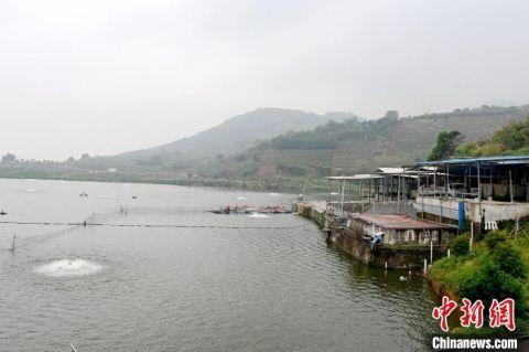 近年来，月岭村主要发展淡水鱼产业，现有800多亩养殖场地。　张金川 摄