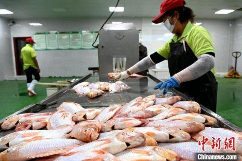 工人忙着宰杀红罗非鱼。　张金川 摄