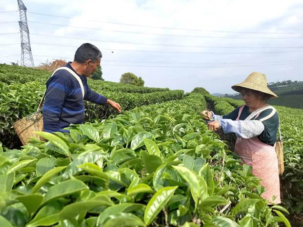 　　图为赵兴福和老伴正抢抓晴好天气采摘春茶