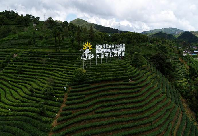 　　图为万亩有机茶园航拍