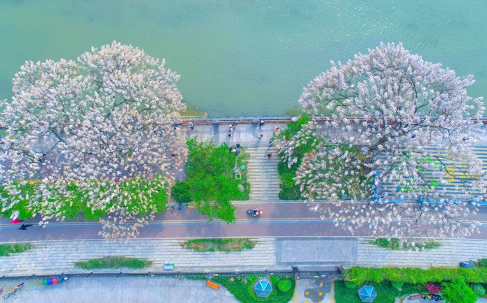 红星桥绿道也是最美花道。春天里，淡紫色泡桐花挂满枝头，微风拂过清香扑鼻，随手一拍就是绝美大片。摄影/艾加宪