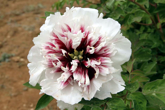 ‘京玉天成’牡丹