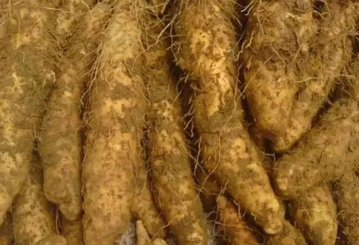 潮阳姜薯（来源：潮阳区地方志办）