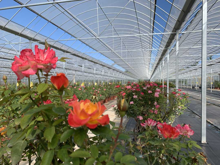 北京纳波湾园艺有限公司专注于月季的种植和研发，图为纳波湾月季园。本报记者　李佳霖摄