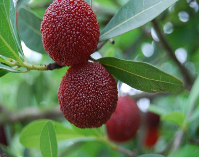 西胪乌酥杨梅（来源：潮阳区地方志办）
