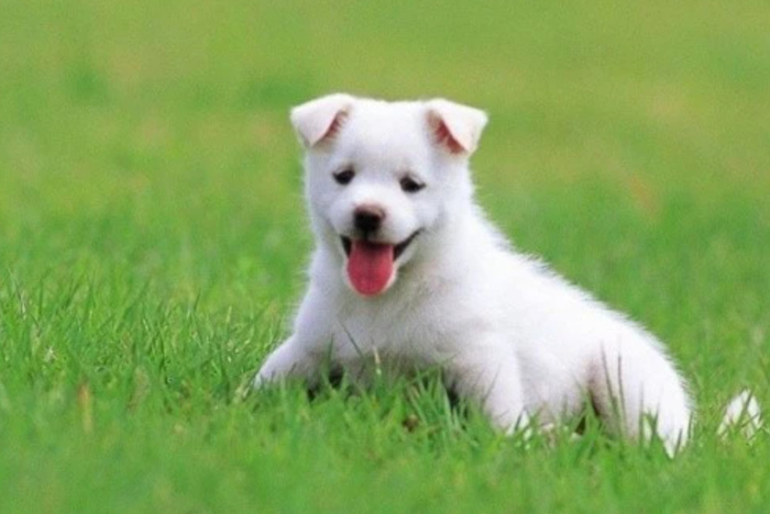 　　狗狗体外驱虫怎么做?认准关键寄生虫