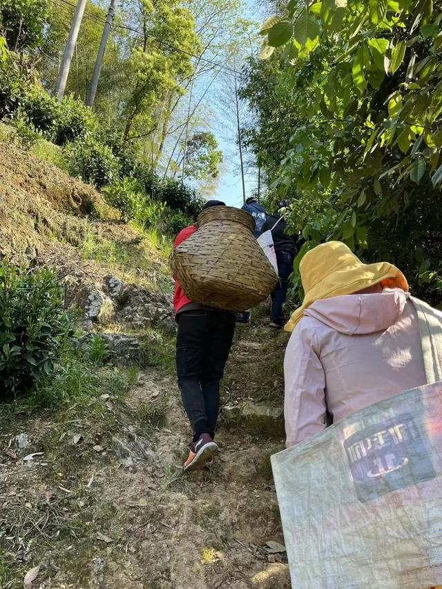 2022年4月11日，陈双伟和结伴而来的导游背着背篓去山上采茶。受访者供图