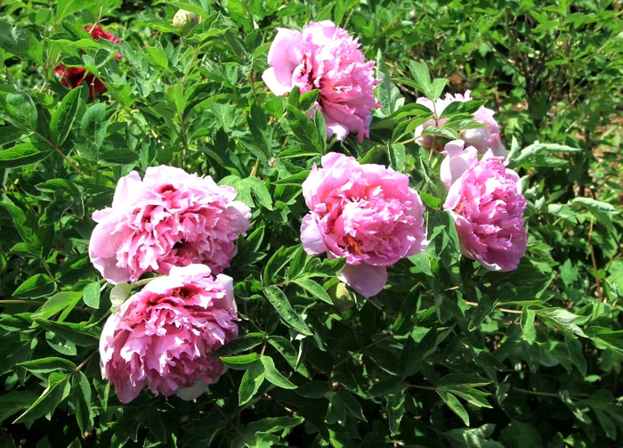 ‘京菊粉’牡丹