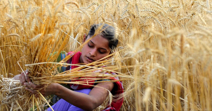 一名印度农民正在收获成熟的小麦 &nbsp;图源：AFP