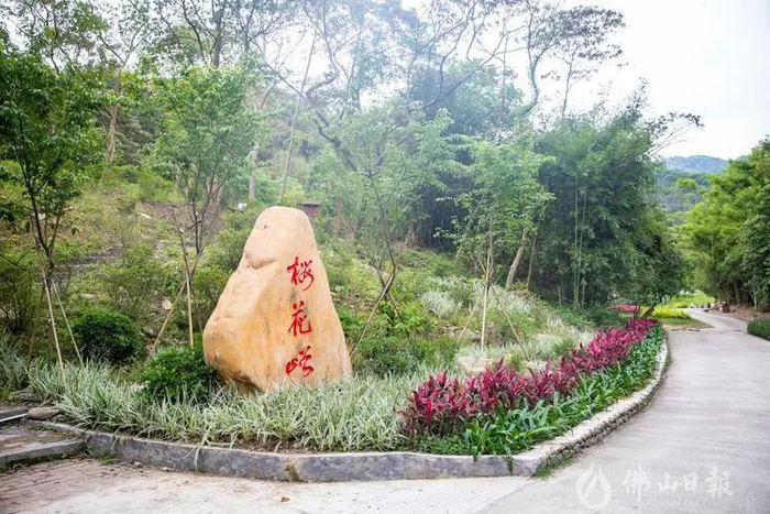 坑美入口处有一个“樱花峪”景观节点。洪海/摄