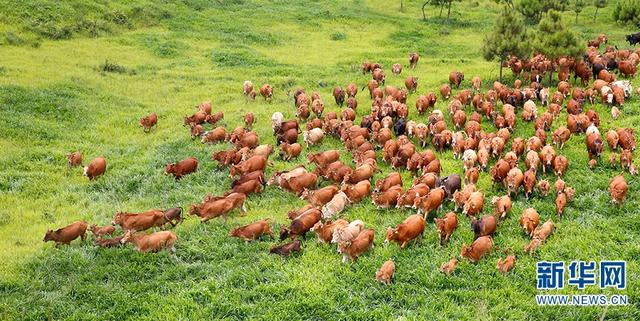  高峰牛规模化养殖（资料图）。新华网发（广南县委宣传部供图）