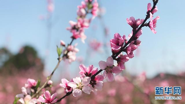  黄金蜜桃基地（摄于3月7日）。新华网发（李永跃 摄）