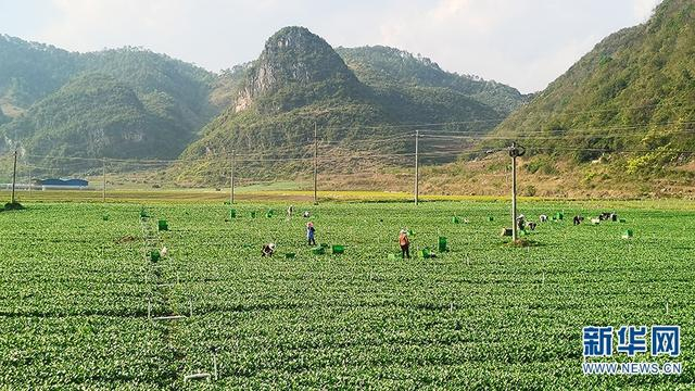  在基地里，村民采收蔬菜（摄于3月16日）。新华网发（李永跃 摄）