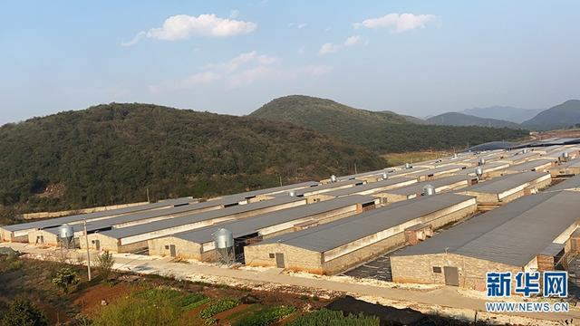  生猪规模化养殖基地（摄于3月16日）。新华网发（林运圣 摄）