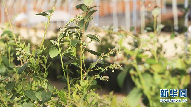  蓝莓基地（摄于3月7日）。新华网发（李永跃 摄）