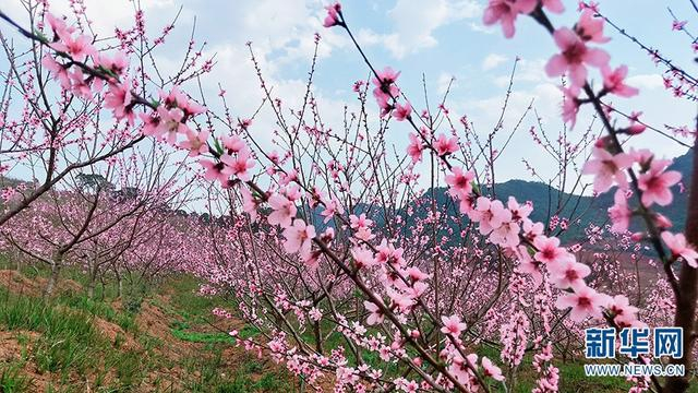  黄金蜜桃基地（摄于3月7日）。新华网发（李永跃 摄）