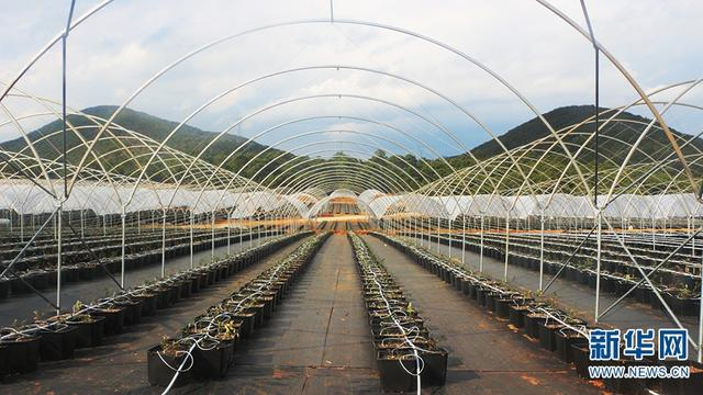  蓝莓基地（摄于2月18日）。新华网发（李顺瑶 摄）