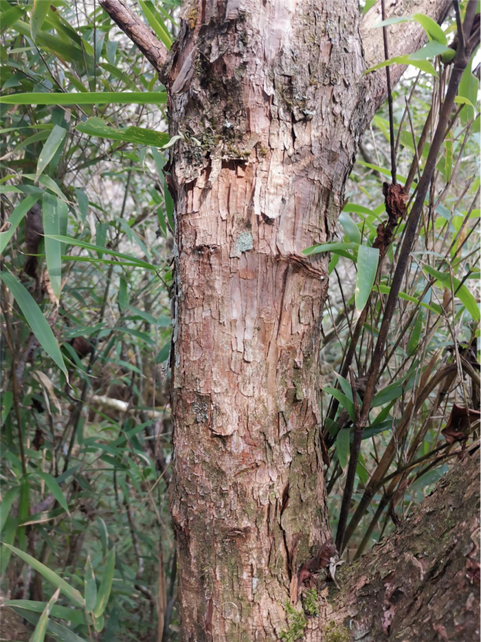 小溪洞杜鹃主干