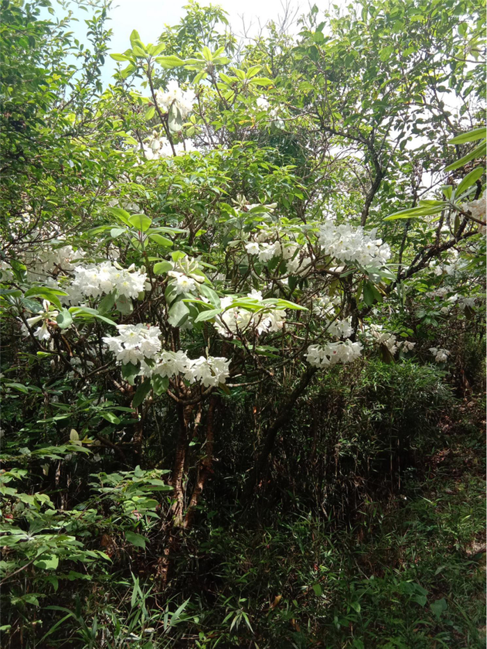 小溪洞杜鹃开花植株