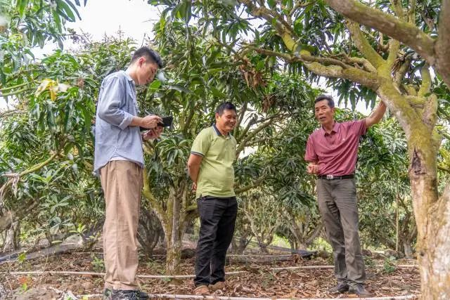 雷州覃斗芒果协会首任会长李寮（右一）