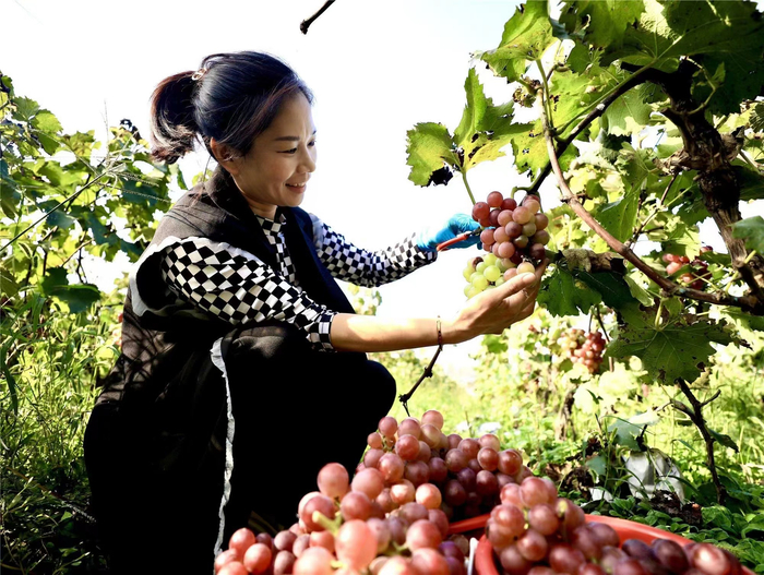 竞秀区尹庄村的葡萄进入丰收季，种植户满脸都是笑容。王雅璇摄