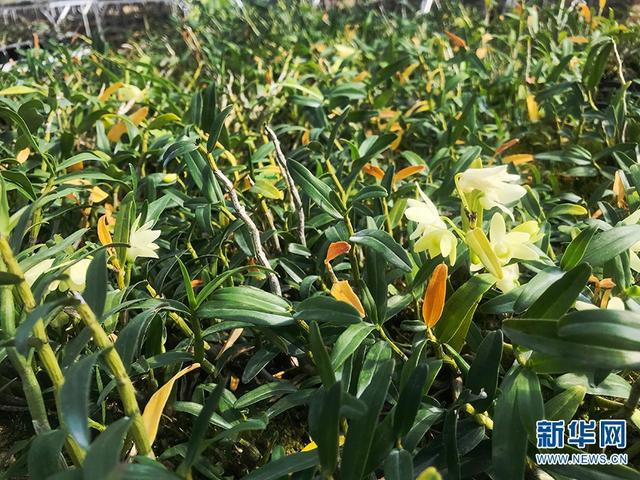  铁皮石斛基地（摄于3月10日）。新华网发（李永跃 摄）