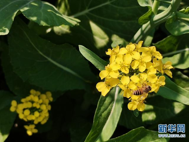  油菜花（摄于3月10日）。新华网发（李永跃 摄）