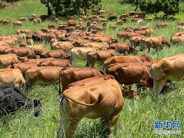  高峰牛规模化养殖（资料图）。新华网发（广南县委宣传部供图）