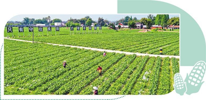 近日，在四川省眉山市青神县青竹街道季时坝村，村民在给玉米和大豆施肥。新华社记者 王 曦摄 