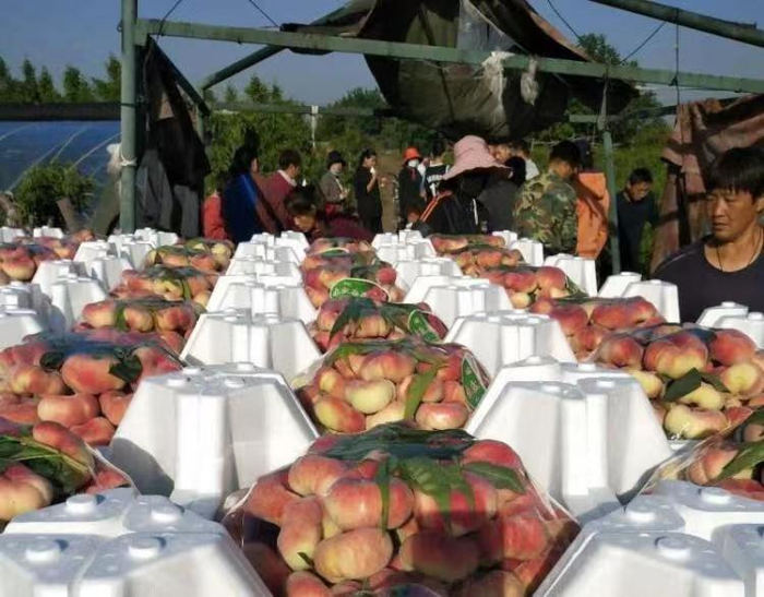 竞秀区谢庄村蟠桃。王雅璇摄