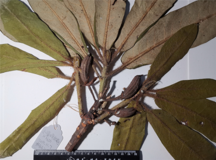 小溪洞杜鹃的蒴果