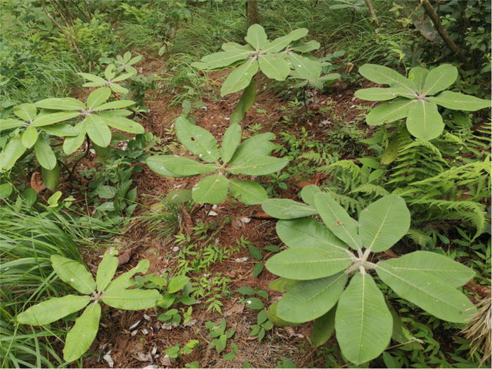 庐山植物园杜鹃园栽培