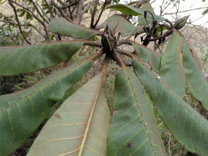小溪洞杜鹃的花芽及成熟叶