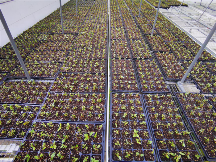 播种苗穴盘培育
