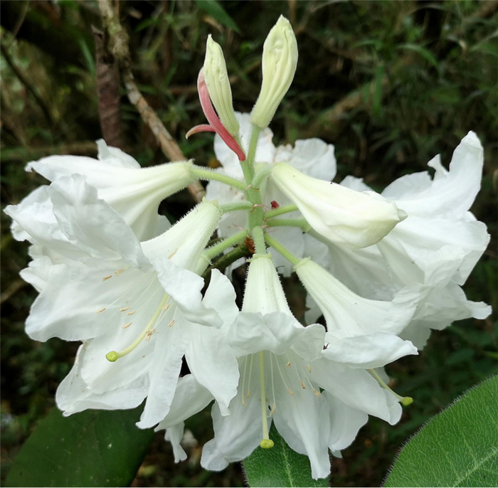 小溪洞杜鹃的花序