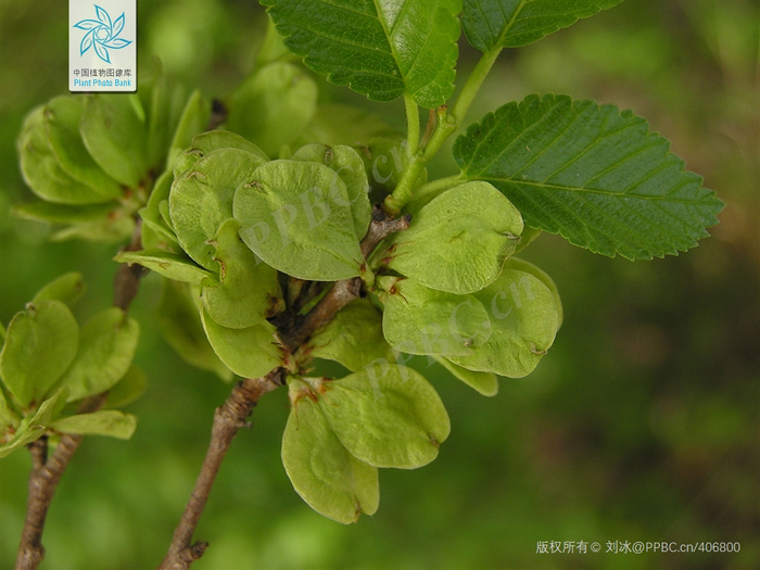榆钱（图片来源：中国植物志）