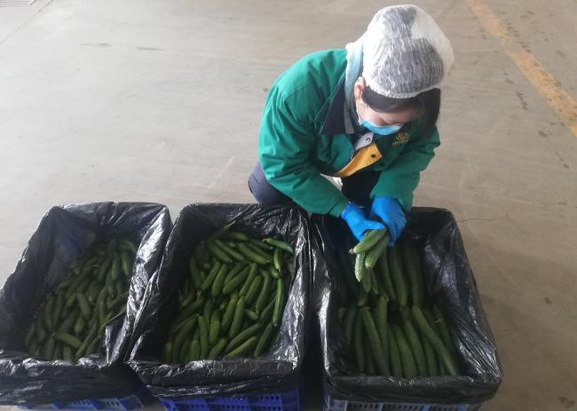 收货环节对黄瓜进行挑选