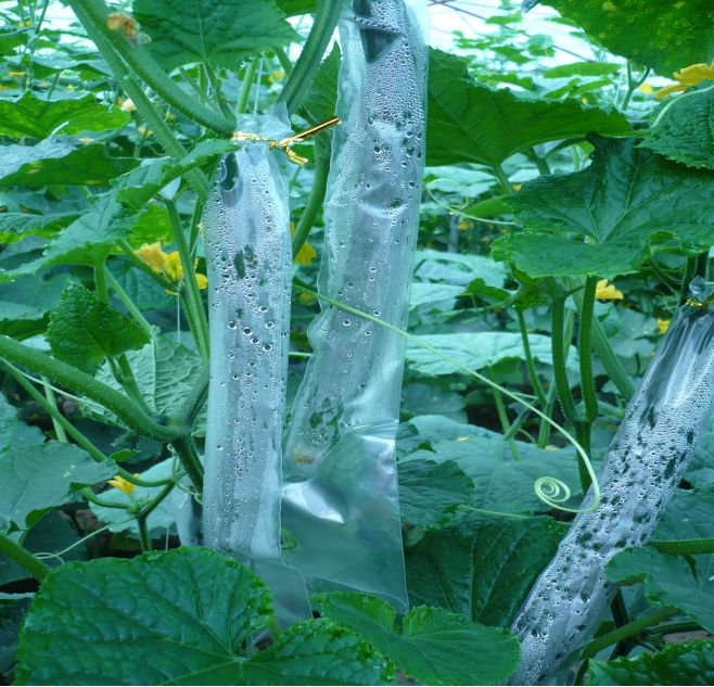 套袋栽培达到采收标准的黄瓜