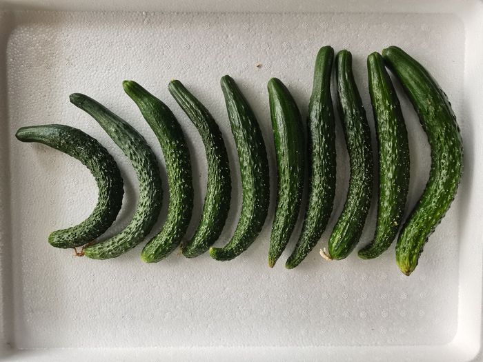 管理措施不当出现大小头、弯瓜