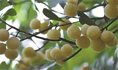     白杨梅