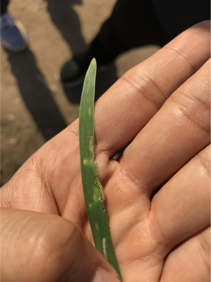 葱须鳞蛾的幼虫