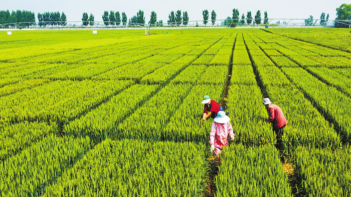     ▲近日，辛集市马兰农场的试验田里，技术人员正在进行去杂作业。