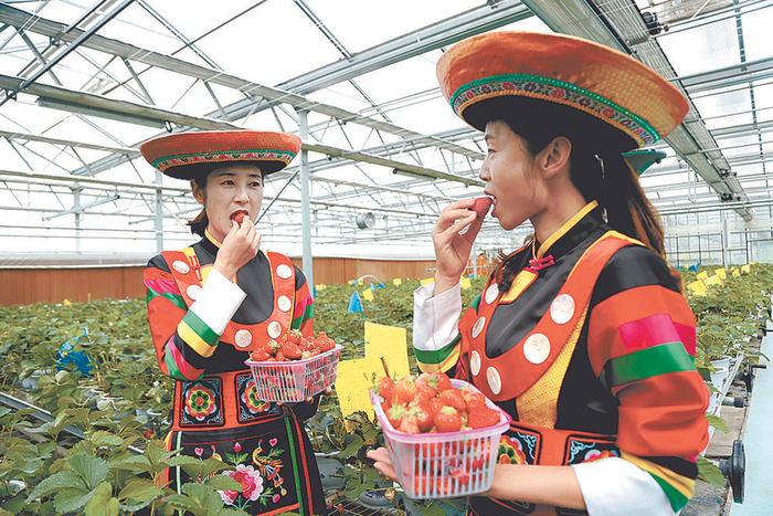 互助草莓采摘。本报记者 陈俊 摄