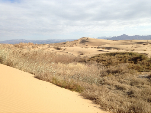 郑永春等提供的试验地附近生长的芦苇等天然植物 图片来源于回应文章