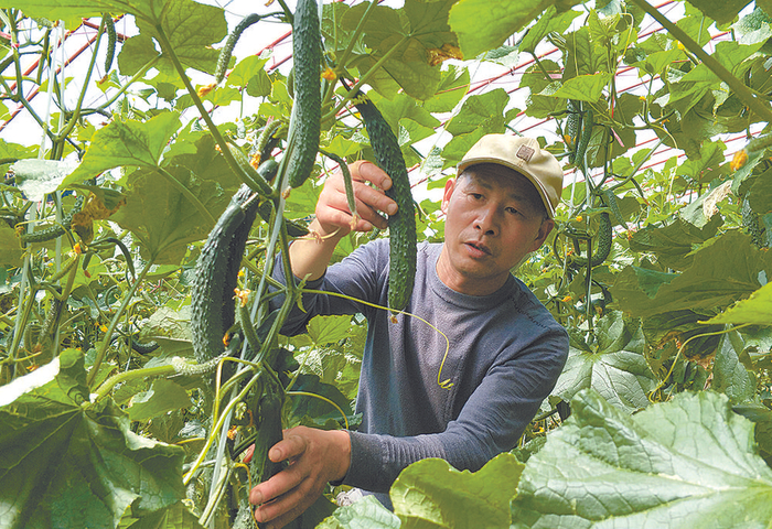 平安富硒蔬菜采摘。本报记者 陈俊 摄