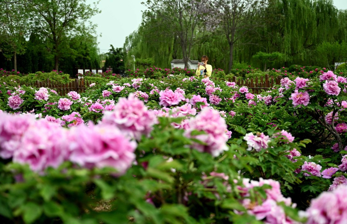 柏乡县汉牡丹园牡丹花尽情绽放。施晓晶摄