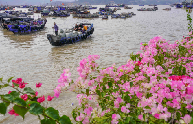 在苍南县霞关码头，渔船陆续归港。资料图　苏巧将　摄