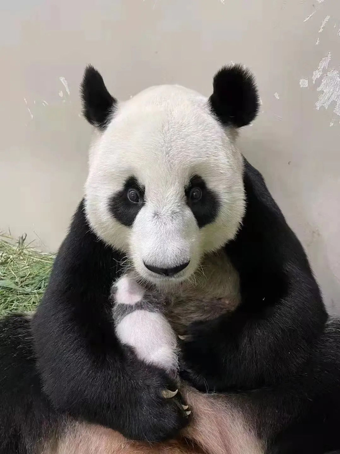 旅居新加坡的大熊猫“沪宝”诞下幼仔。（张玲供图）
