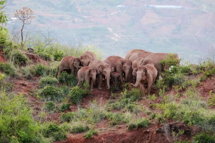 这是2021年6月20日在云南省玉溪市峨山彝族自治县境内拍摄的亚洲象群。（武明录 摄）