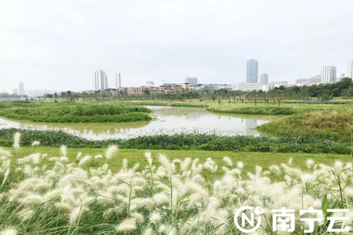 改造提升后的明月湖公园为市民休闲娱乐再添一个好去处。记者 冼慧莹 摄